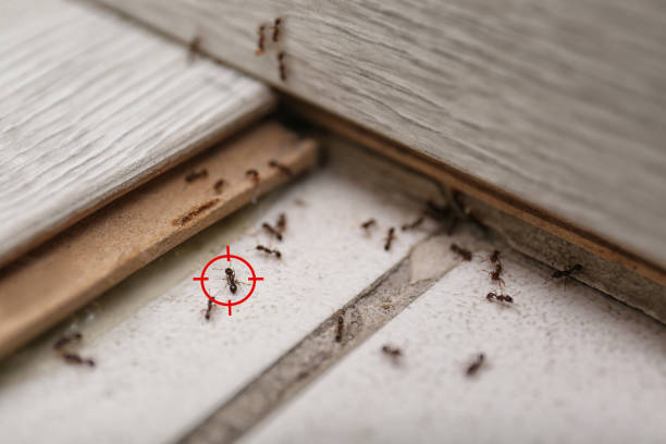 Best Wasp Removal Services  in Burke Centre, VA