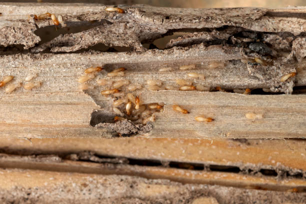 Best Emergency Pest Control  in Burke Centre, VA
